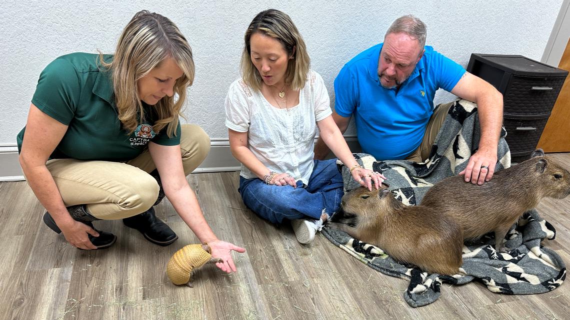 Giant rodents cuddle with visitors at the Capybara Cafe in Florida