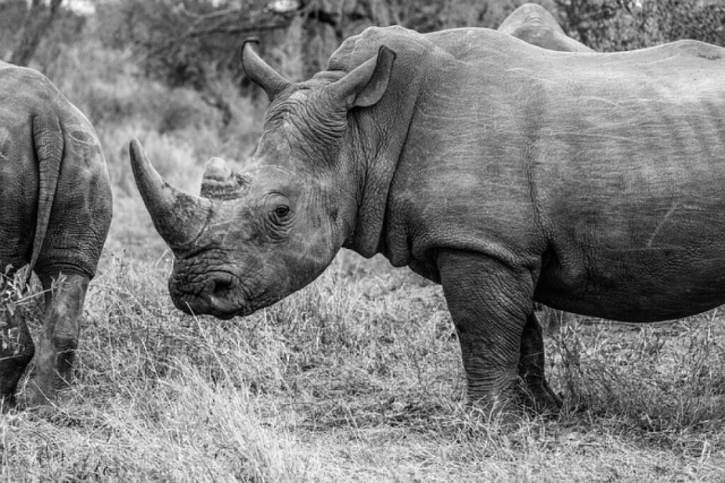 Detect: Rhinos ‘horrified’ by Christmas pudding display
