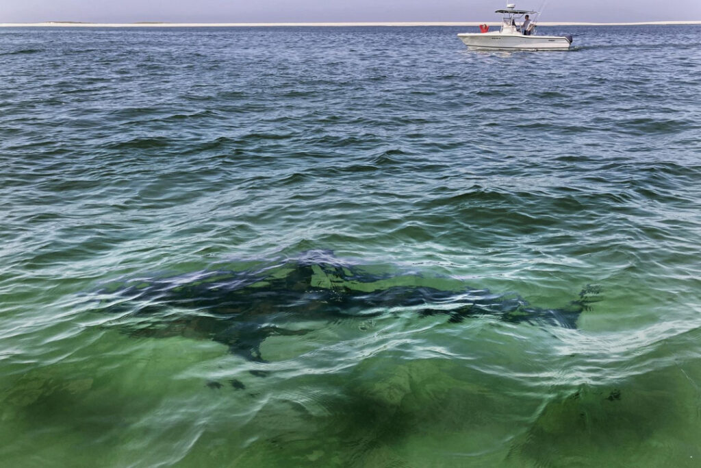 Surfer dies after shark ‘uncover’ in Hawaii