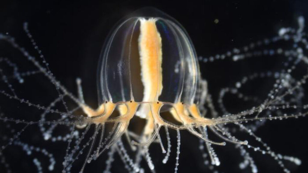 These fingernail-sized jellyfish can regenerate tentacles—nonetheless how?