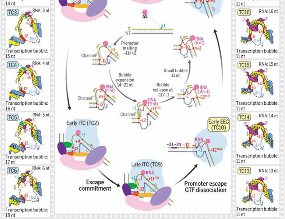 Structural visualization of transcription initiation in action | Science