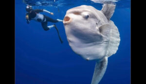 California photographer swims with huge, alien-cherish sea creature