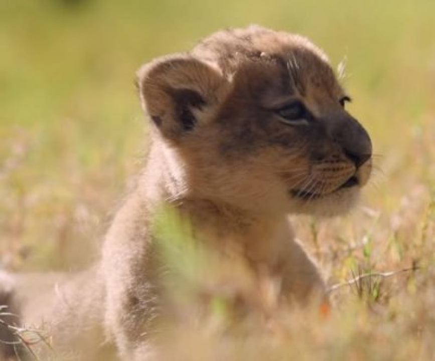 Glimpse: Texas zoo welcomes first lion delivery since 2015