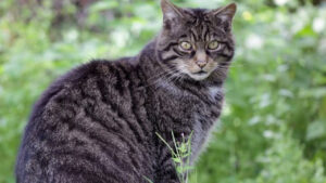 Scottish windfarm plans in applicable enviornment over wildcats