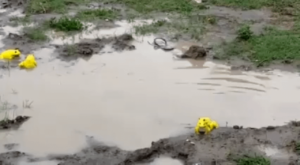 These guys emerged after rains in west India