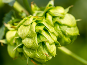 Discover how to Inaugurate a Hop Farm