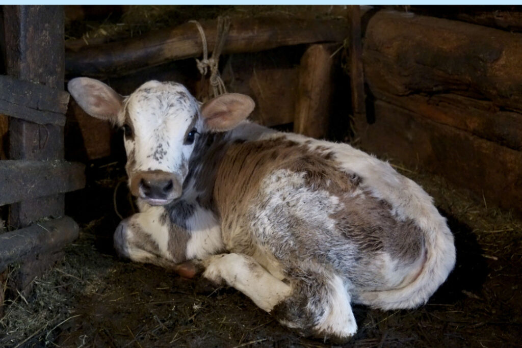 Viral Video of Uncommon Two-Headed Calf Shocks Web