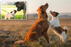 Small canines outlive mountainous canines –