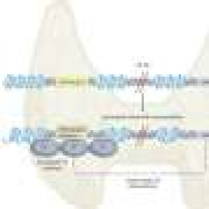 Original genetic mutation identified for congenital thyroid situation