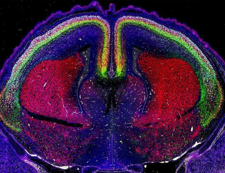 In Diversified Journals | Science