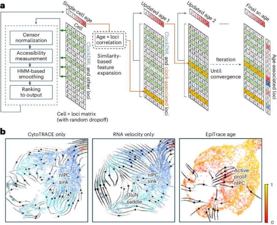 Decoding cell replicational age from single-cell ATAC-seq records