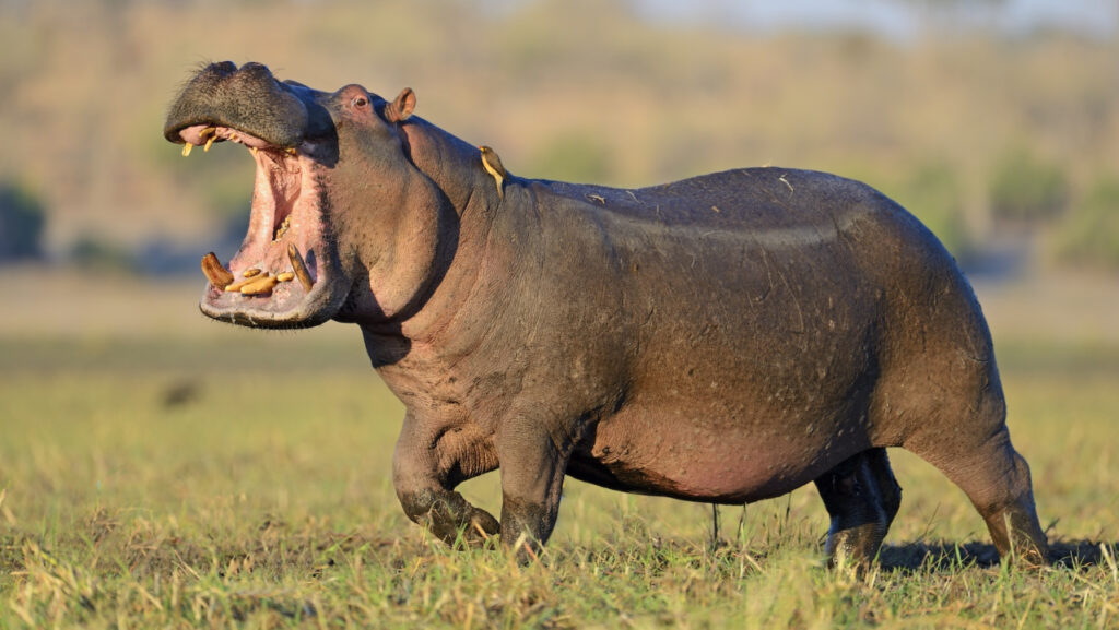 Is hippo milk in actual fact pink?