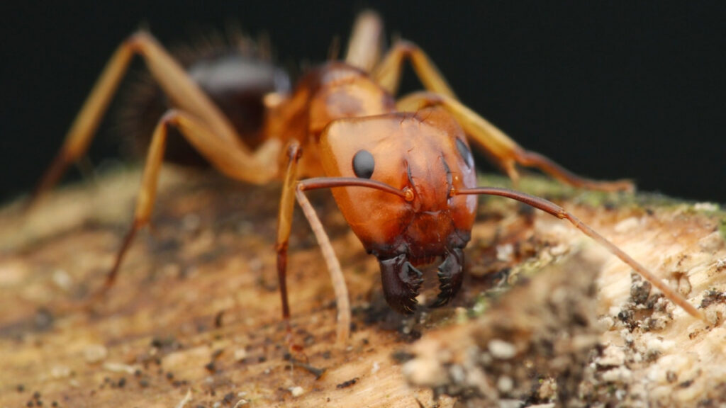 Chippie ants originate lifestyles-saving amputations on every assorted