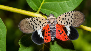 What’s going on with noticed lanternflies?