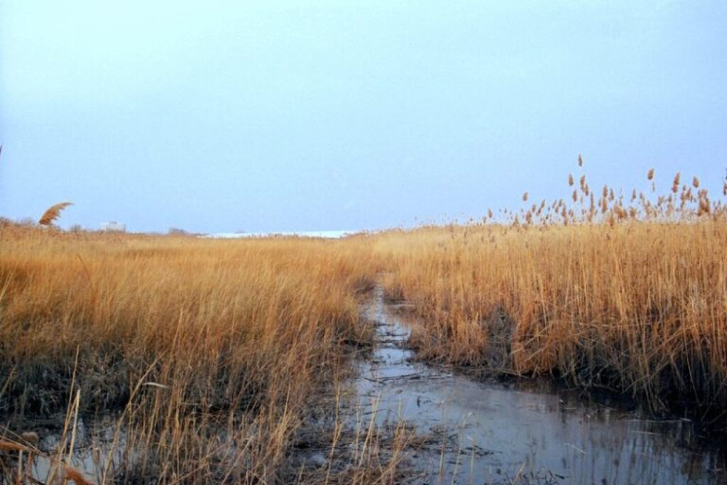 Marshes are price-efficient for maintaining coasts: Seek