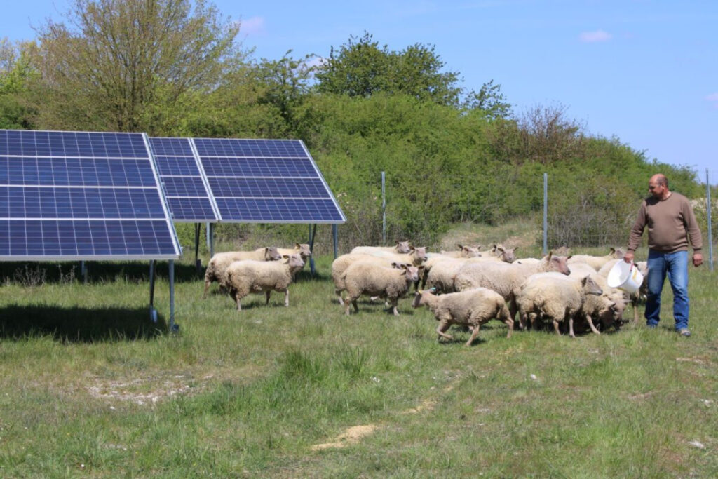SolarPower Europe publishes recordsdata for agrivoltaics