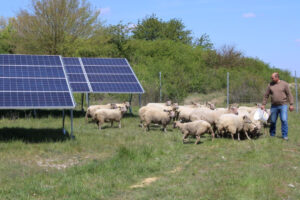 SolarPower Europe publishes recordsdata for agrivoltaics