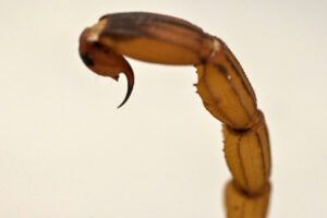 Thriving scorpion inhabitants is stinging field for Brazil…